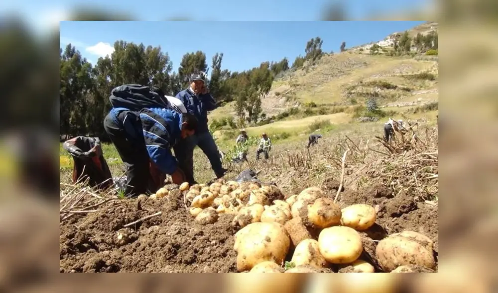 El Midagri, para fin de año, prevé contar con 40.000 toneladas de guano de islas para atender a los productores. Foto: El Peruano El Midagri, para fin de año, prevé contar con 40.000 toneladas de guano de islas para atender a los productores. Foto: El Peruano