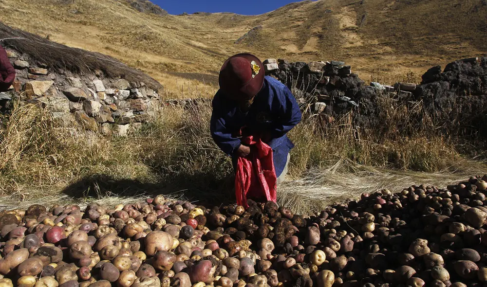 El cultivo de la papa se vio afectado por el río contaminado. Ahora ya no pueden producir la misma cantidad para elaborar Chuño. Foto: Juan Carlos Cisneros/La República El cultivo de la papa se vio afectado por el río contaminado. Ahora ya no pueden producir la misma cantidad para elaborar Chuño. Foto: Juan Carlos Cisneros/La República