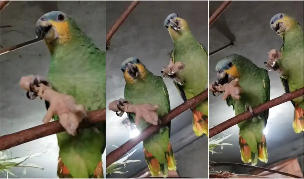 El video tiene más de 500.000 visualizaciones. Foto: composición LR/@danibikerofficial/TikTok El video tiene más de 500.000 visualizaciones. Foto: composición LR/@danibikerofficial/TikTok