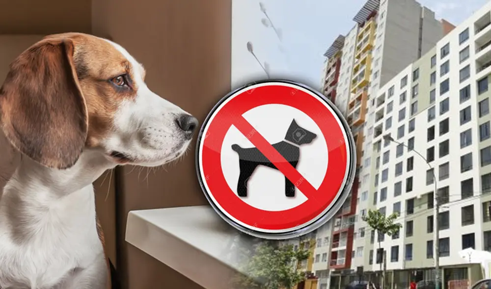 Muchos dueños sufren porque no encuentran departamentos que permitan mascotas. Foto: composición Fabrizio Oviedo LR/Fanáticos de las mascotas/USI.