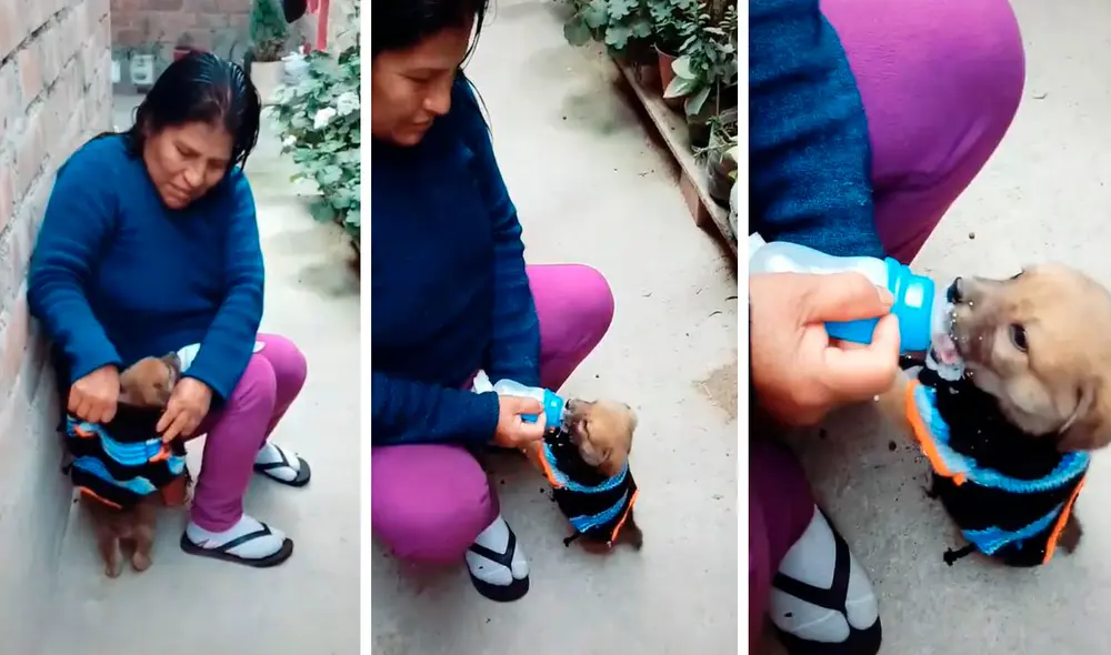 Con unas bolas de lana que encontró en su hogar, la mujer puso en marcha su plan para que su nueva mascota estuviera bien abrigada. Foto: composición LR/TikTok/@mamaybertha