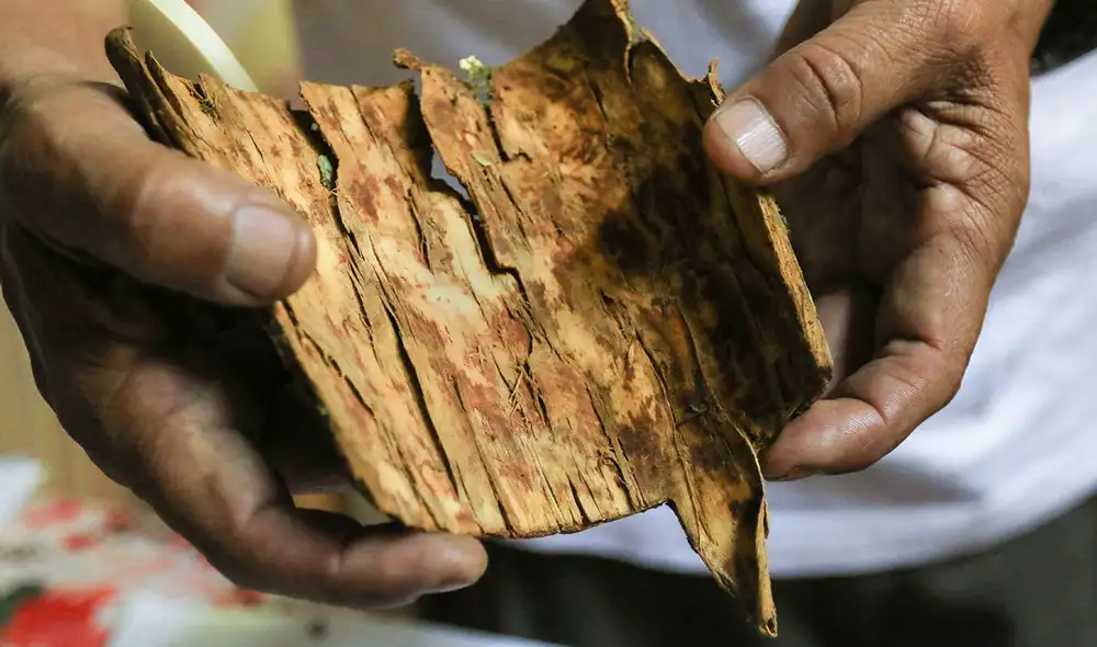 Un investigador sostiene una pieza de corteza del árbol de la quina (Cinchona officinalis). Foto: AFP