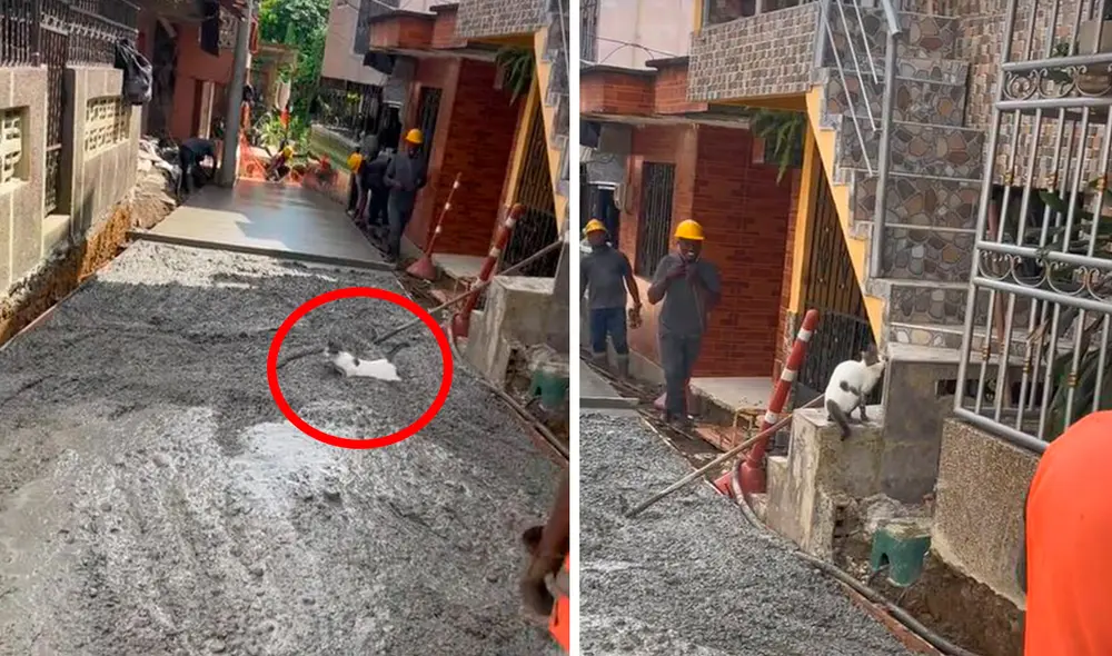 Tras caer en el cemento, el pequeño animal se apresuró para salir y regresó a su sitio con sus patas sucias. Foto: composición LR/TikTok/@ingcleytonx Tras caer en el cemento, el pequeño animal se apresuró para salir y regresó a su sitio con sus patas sucias. Foto: composición LR/TikTok/@ingcleytonx