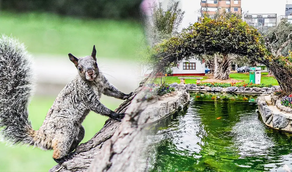 ¿Por qué hay ardillas en Lima?: Serfor explica desde qué año están presentes estos roedores en parques de la capital peruana. Foto: composición Jazmin Ceras/La República/Serfor ¿Por qué hay ardillas en Lima?: Serfor explica desde qué año están presentes estos roedores en parques de la capital peruana. Foto: composición Jazmin Ceras/La República/Serfor