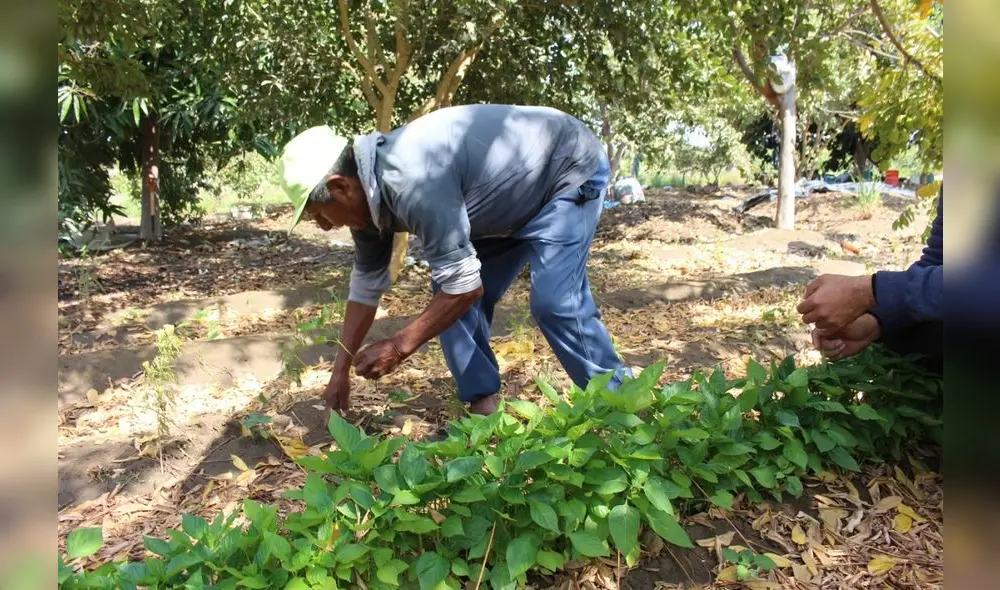 El 94% de los productores orgánicos pertenecen a la agricultura familiar. Foto: La República