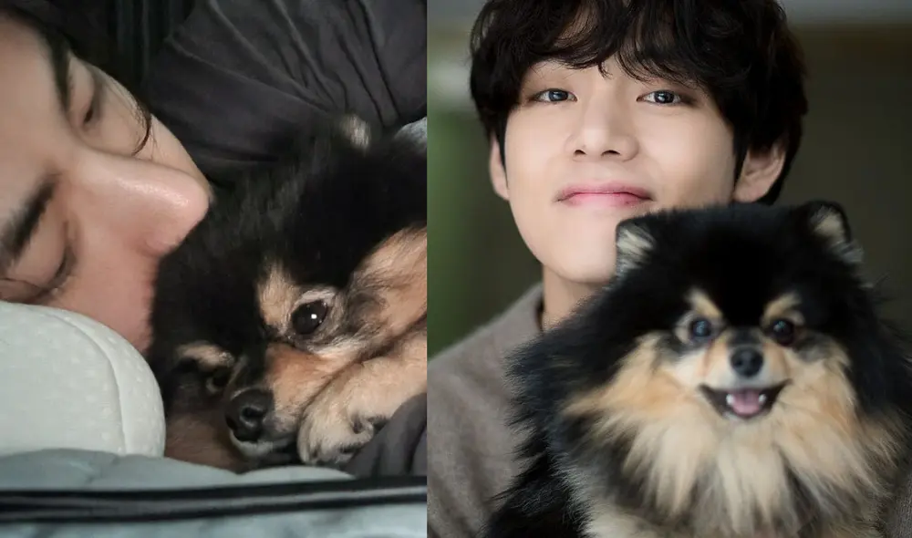 También conocido como 'Tannie', Yeontan fue presentado por Taehyung a finales del 2017. Foto: composición LR/Dispatch También conocido como 'Tannie', Yeontan fue presentado por Taehyung a finales del 2017. Foto: composición LR/Dispatch