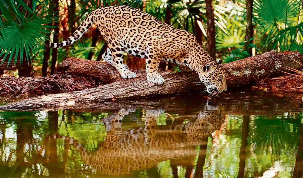 Peligra. La caza indiscriminada y la pérdida de hábitats amenazan la existencia del otorongo. Foto: difusión