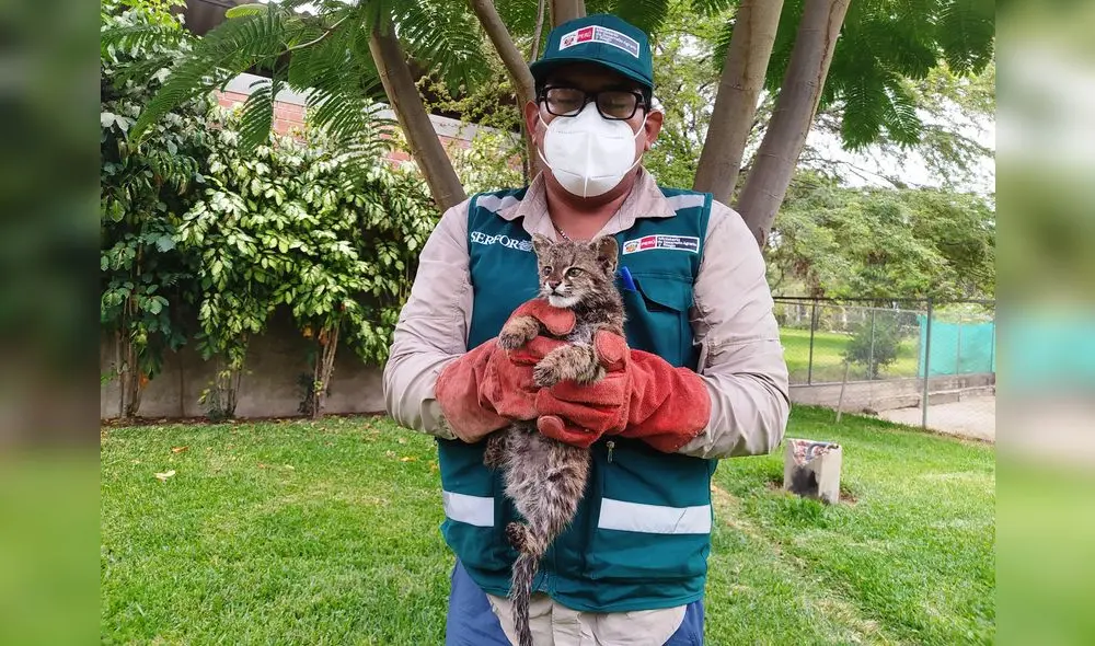Animal silvestre recibe atención especializada. Foto: Serfor