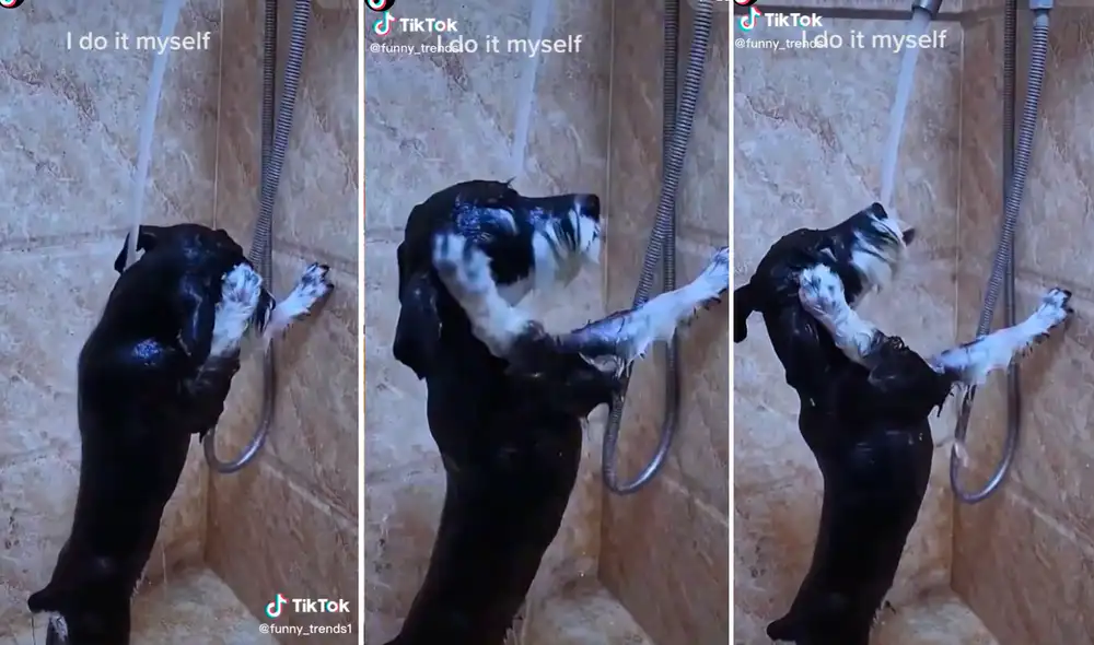 Las imágenes han logrado llamar la atención de más de un millón de usuarios. Foto: composición LR/captura de TikTok/@Funny_trends1 Las imágenes han logrado llamar la atención de más de un millón de usuarios. Foto: composición LR/captura de TikTok/@Funny_trends1