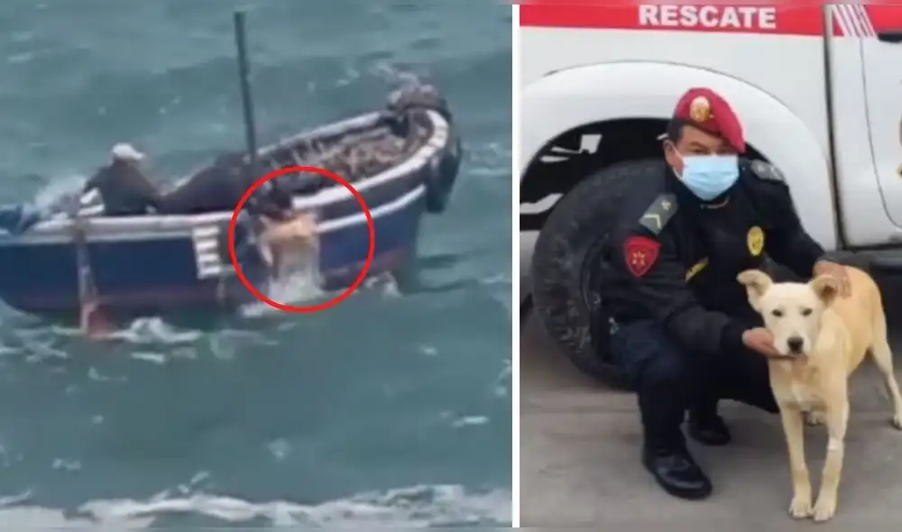 Un perro fue rescatado del mar de la playa Hornillos, en Huacho. Foto: composición LR/captura de Policía Nacional del Perú Un perro fue rescatado del mar de la playa Hornillos, en Huacho. Foto: composición LR/captura de Policía Nacional del Perú