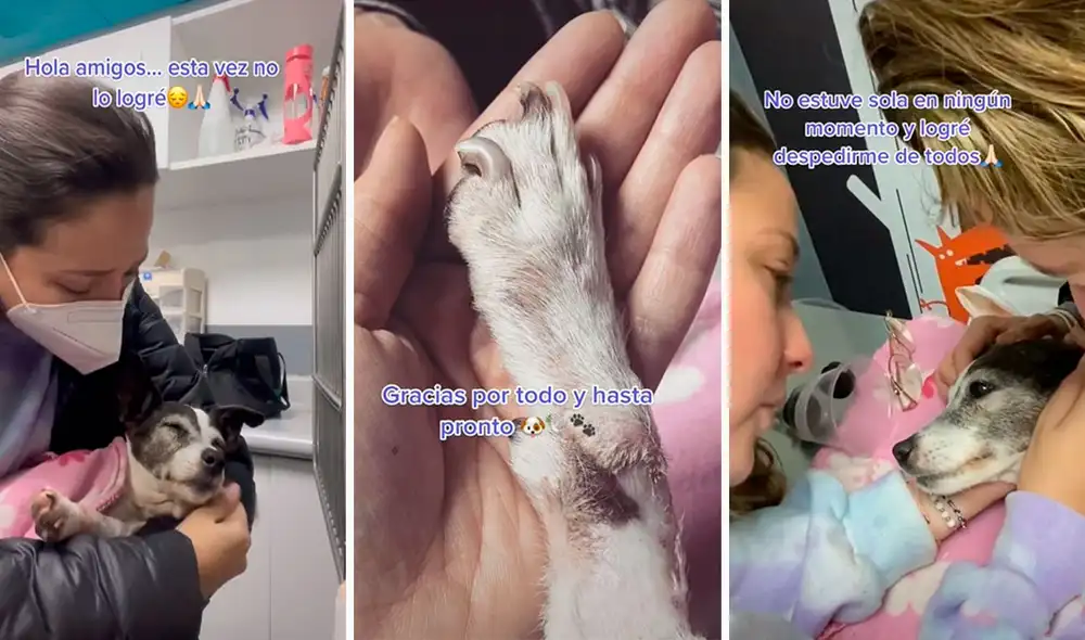 Ambas fueron muy unidas durante 15 años; sin embargo, tuvieron que separarse cuando la perrita perdió la batalla contra el cáncer. Foto: composición LR/TikTok/@anasofiagonzales8 Ambas fueron muy unidas durante 15 años; sin embargo, tuvieron que separarse cuando la perrita perdió la batalla contra el cáncer. Foto: composición LR/TikTok/@anasofiagonzales8