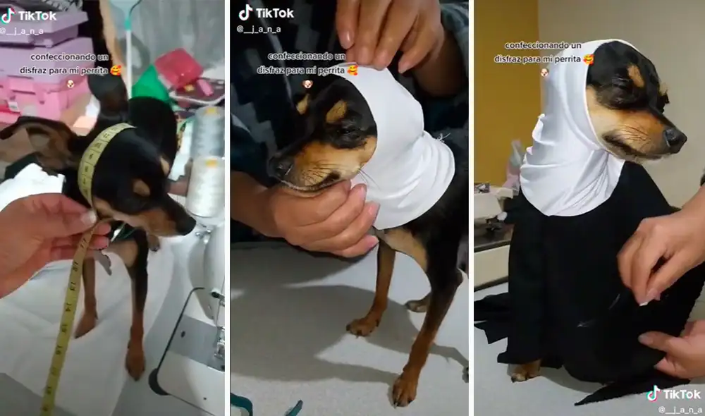 La perrita de raza chihuahua colaboró con las labores de su dueña, por lo que permitió que la midieran y le hicieran las pruebas hasta terminar. Foto: composición LR/TikTok/@__j_a_n_a