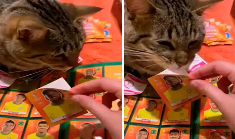 Ni bien se sentó al costado de su dueña, el animal la apoyó en su misión de pegar a los jugadores que estarán en el Mundial Qatar 2022. Foto: composición LR/TikTok