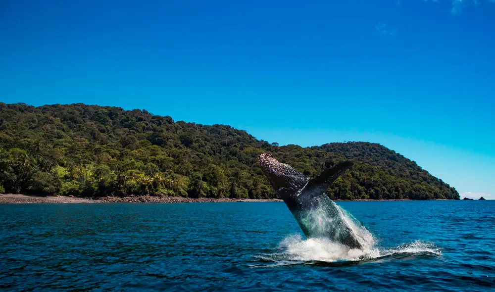 La Isla Gorgona es un parque nacional donde se pueden ver de cerca a las ballenas. Foto: Isla Gorgona