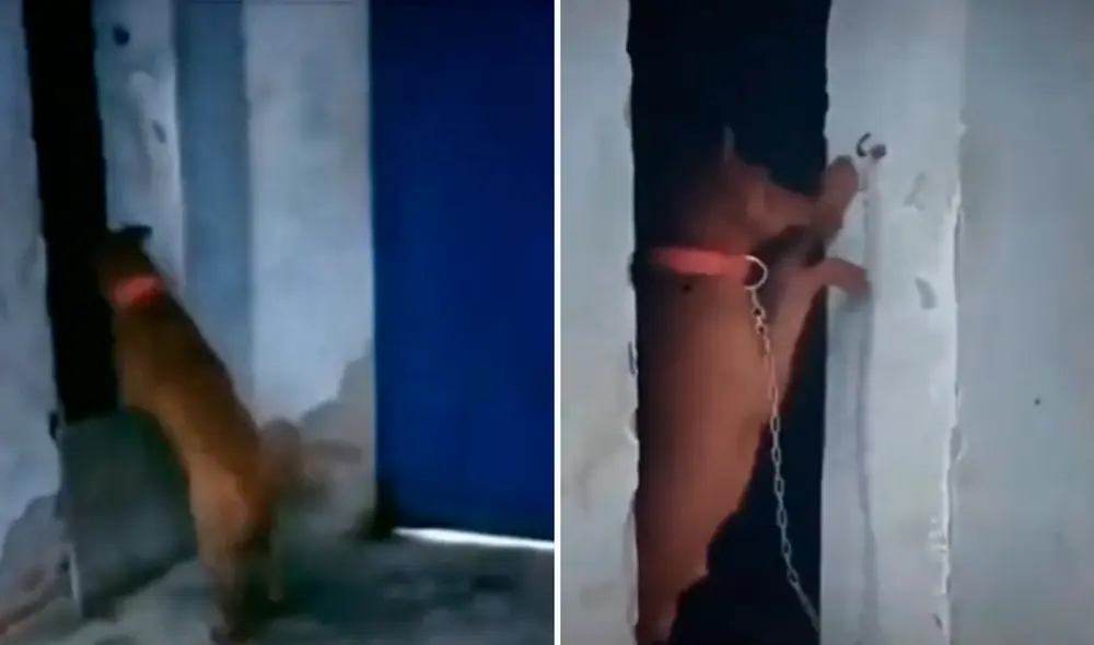 La astucia del perrito fue aplaudida por los usuarios en redes sociales. Foto: composición LR/captura de TikTok/@Lorddemon123