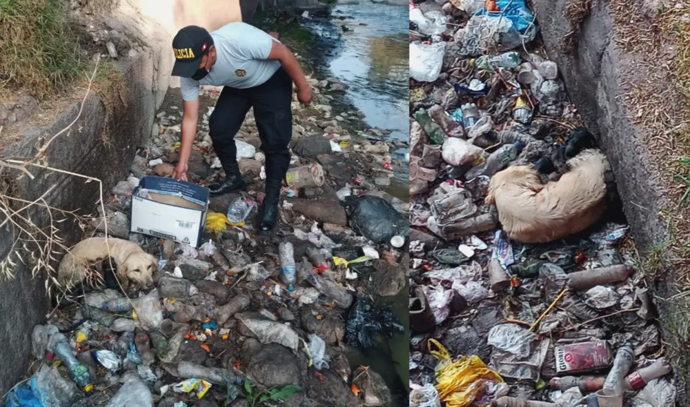 Los animales se quedaron al cuidado de comerciantes de El Molino hasta ser adoptados. Foto: PNP Los animales se quedaron al cuidado de comerciantes de El Molino hasta ser adoptados. Foto: PNP