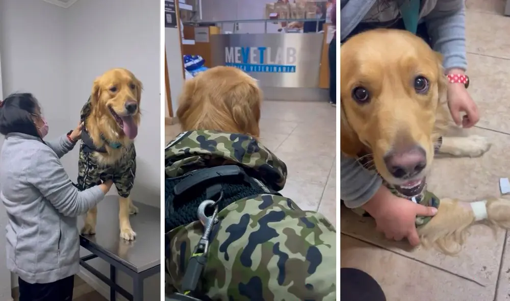 Una joven recibió una llamada de emergencia, por lo que llevó a su mascota hasta la veterinaria para que pueda ayudar. Foto: composición LR/TikTok/@bob_siendo_bob