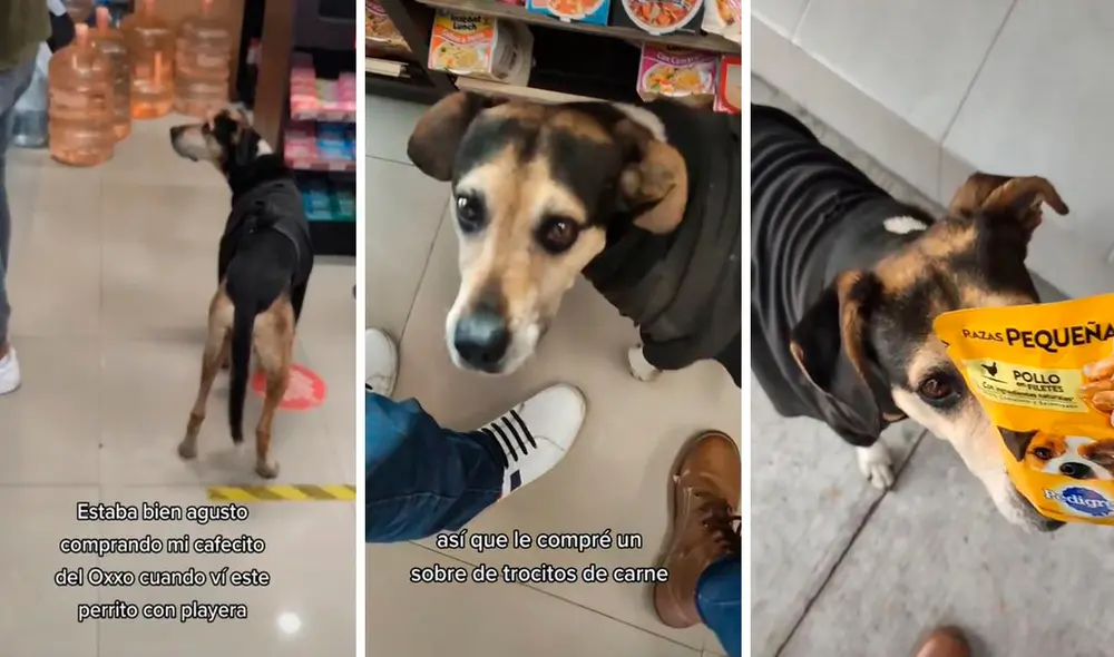 El animal mostraba un semblante triste y aparentaba estar hambriento con el propósito de engañar a los clientes de Oxxo. Foto: composición LR/TikTok/@soyruthqfb