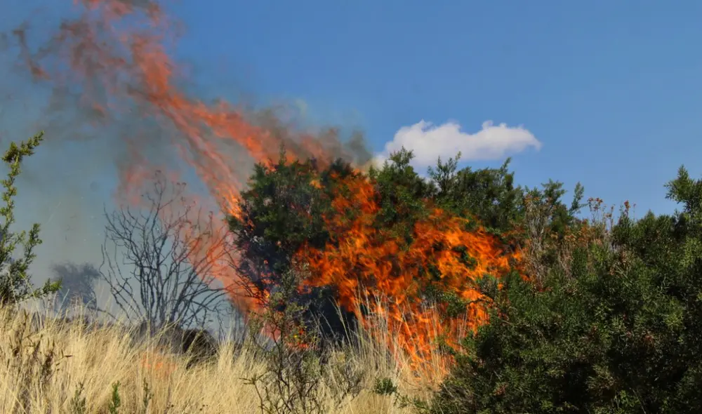 La quema de pastos secos habría originado el incendio forestal. Foto: Teodoro Montalvo La quema de pastos secos habría originado el incendio forestal. Foto: Teodoro Montalvo