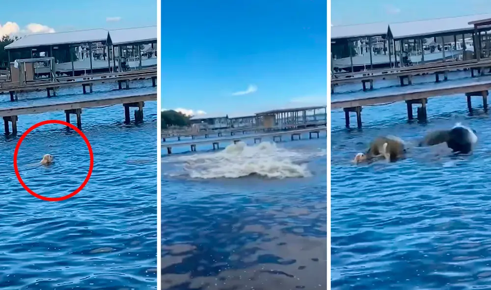 Mientras veía a su mascota divertirse en el agua, la joven gritó de la desesperación al ser testigo de la terrible escena. Foto: composición LR/YouTube/Clarín