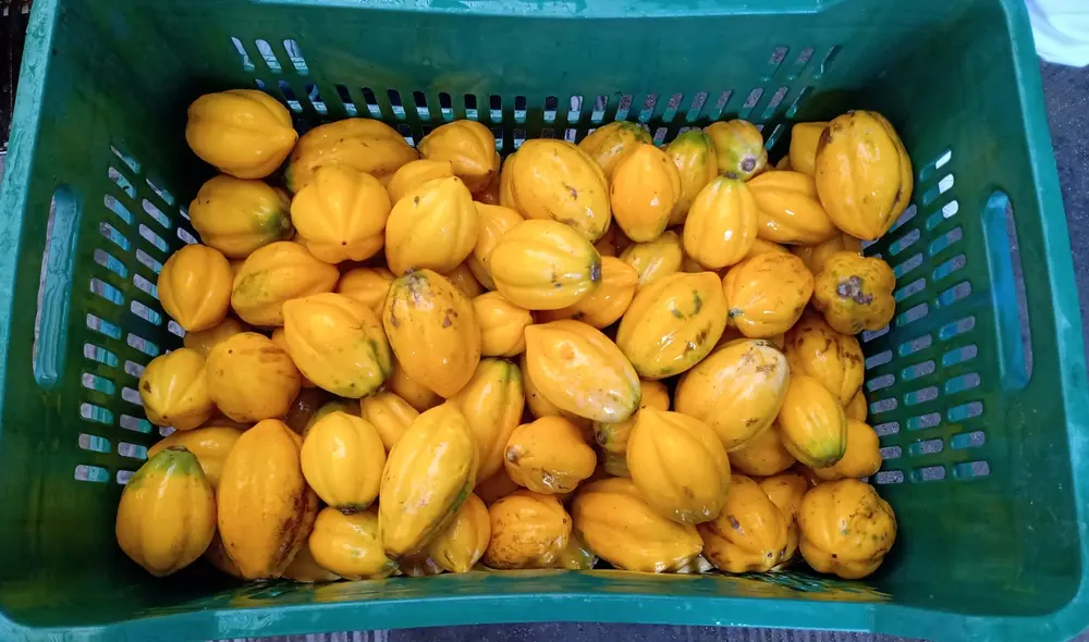 La Cooperativa Agraria de Fruticulturas de Sandia comercializará 2.935 kg de papayita andina con la empresa Fusión Foods, que la transformará en los primeros 3.130 frascos de la fruta en almíbar. Foto: Midagri