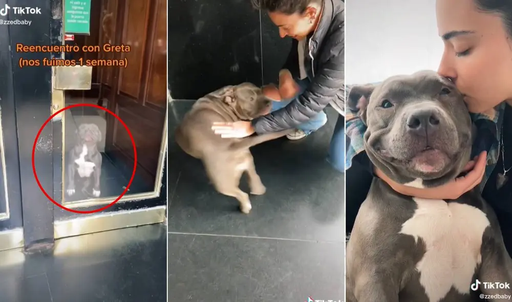 El clip ha conseguido casi un millón de visualizaciones en TikTok. Foto: composición LR/captura de TikTok/@zzedbaby El clip ha conseguido casi un millón de visualizaciones en TikTok. Foto: composición LR/captura de TikTok/@zzedbaby