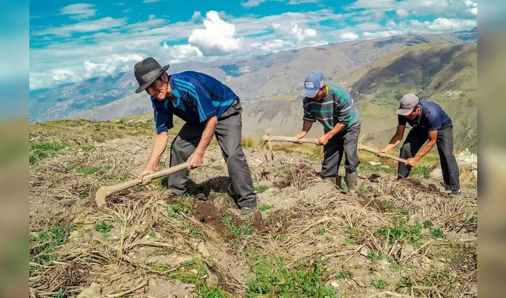 A la fecha, el Padrón de Productores Agrarios a registrado a más de 600.000 agricultores. Foto: Andina A la fecha, el Padrón de Productores Agrarios a registrado a más de 600.000 agricultores. Foto: Andina