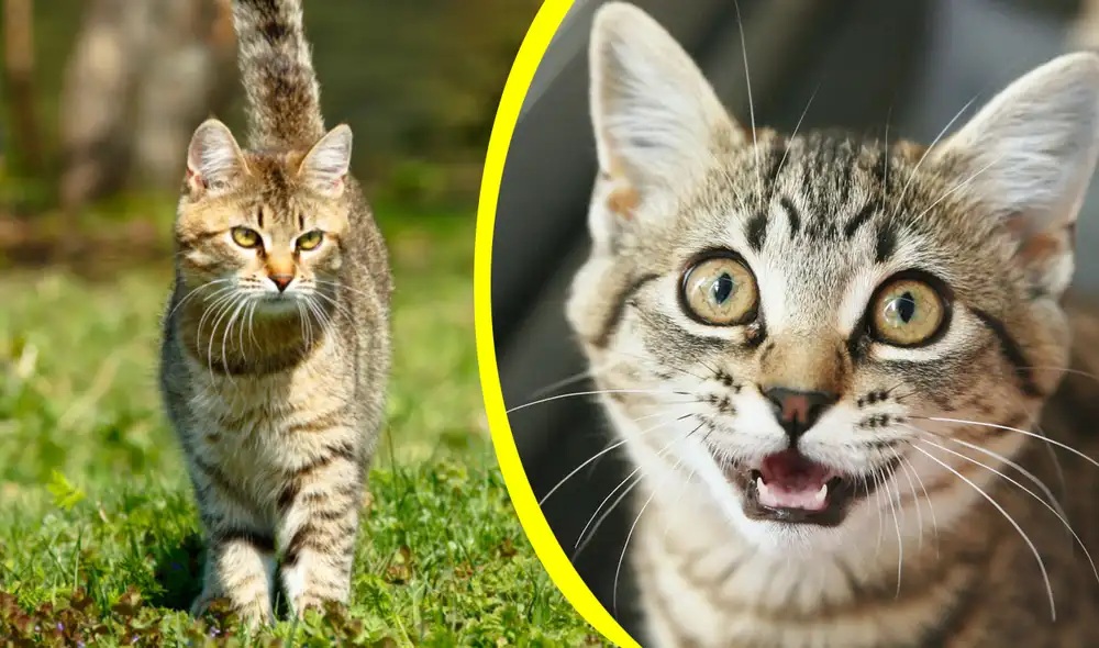 Los gatos son animales domésticos muy complejos, por lo que el movimiento de cola puede tener varios significados, según expertos. Foto: composición La República/Great Pet Care/Fundación Affinity Los gatos son animales domésticos muy complejos, por lo que el movimiento de cola puede tener varios significados, según expertos. Foto: composición La República/Great Pet Care/Fundación Affinity