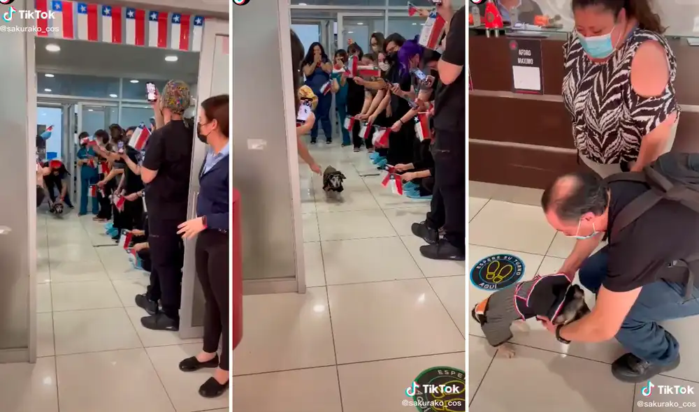 Los médicos le aplaudieron al perrito que se recuperó tras permanecer 21 días en UCI. Foto: composición LR/captura de TikTok/@Sakurako_etsucos