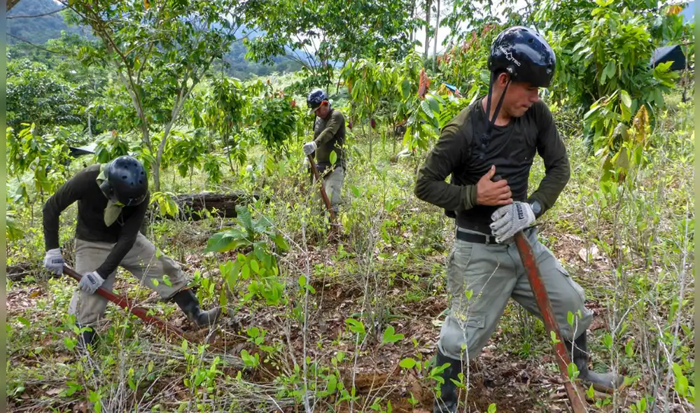 Productores de hoja de coca del VRAEM habían decidido realizar un paro de 48 en Pichari Foto: Andina. Productores de hoja de coca del VRAEM habían decidido realizar un paro de 48 en Pichari Foto: Andina.