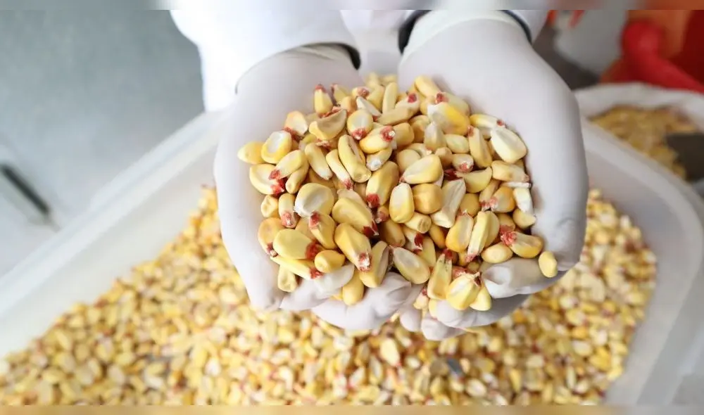 INIA 628 - Yuracc Choccllo. El maíz amiláceo agrupa a los maíces que se caracterizan por tener grano harinoso, blando, suave y de colores variados. Foto: referencial/Gobierno del Perú INIA 628 - Yuracc Choccllo. El maíz amiláceo agrupa a los maíces que se caracterizan por tener grano harinoso, blando, suave y de colores variados. Foto: referencial/Gobierno del Perú