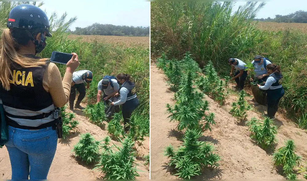 Fiscales y policías participaron en diligencia de hallazgo de cultivo de marihuana. Foto: Composición LR/PNP Fiscales y policías participaron en diligencia de hallazgo de cultivo de marihuana. Foto: Composición LR/PNP