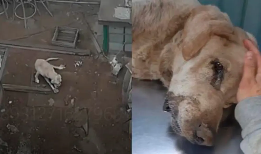 Perrito fue abandonado en un depósito de Lince. Foto. Adogtados Perrito fue abandonado en un depósito de Lince. Foto. Adogtados