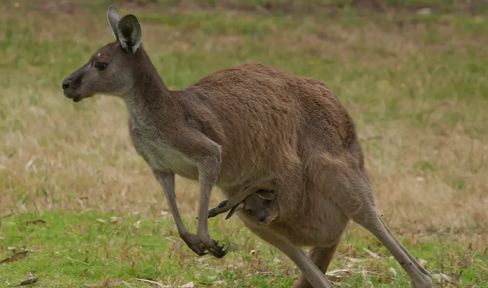 El canguro representaba una amenaza. Debido a ello, los policías sacrificaron al marsupial con un arma de fuego. Foto: AFP