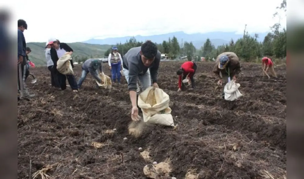 El Ministerio de Agricultura entregará un subsidio para fertilizantes a agricultores con menos de 10 hectáreas de cultivos. Foto: Andina El Ministerio de Agricultura entregará un subsidio para fertilizantes a agricultores con menos de 10 hectáreas de cultivos. Foto: Andina