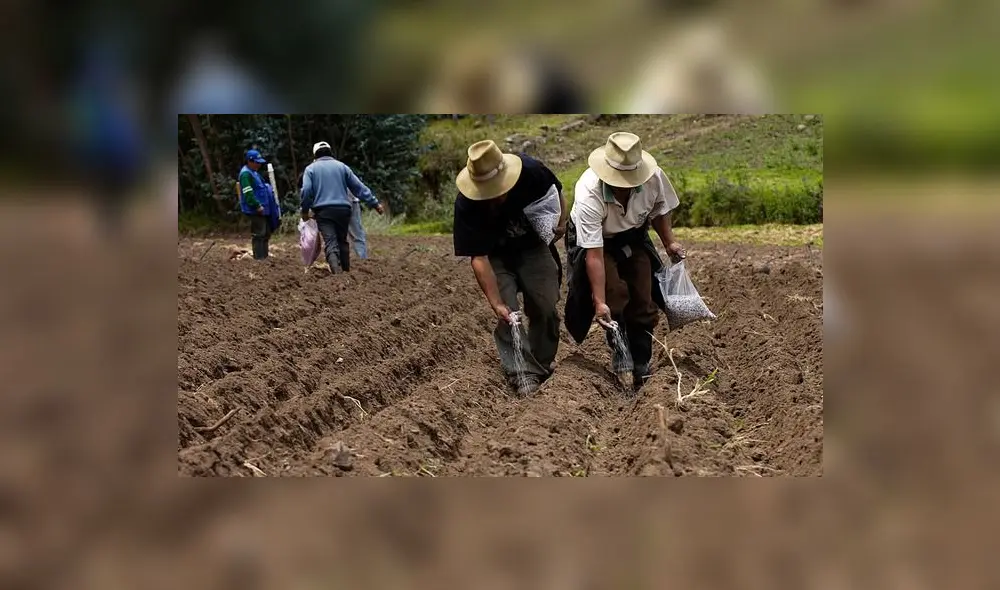 Los agricultores, para recibir el subsidio, deberán estar registrados en el Padrón de Productores Agrarios (PPA). Foto: Midagri Los agricultores, para recibir el subsidio, deberán estar registrados en el Padrón de Productores Agrarios (PPA). Foto: Midagri