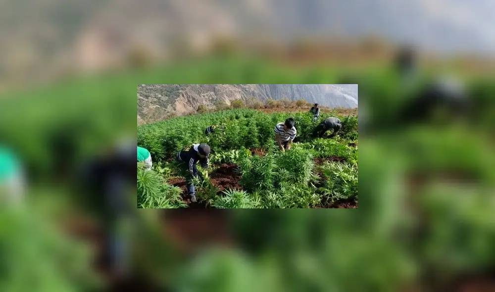 Operativo se ejecutó en el sector Cachimarca, del distrito Cochorco, en la provincia Sánchez Carrión. Foto: PNP