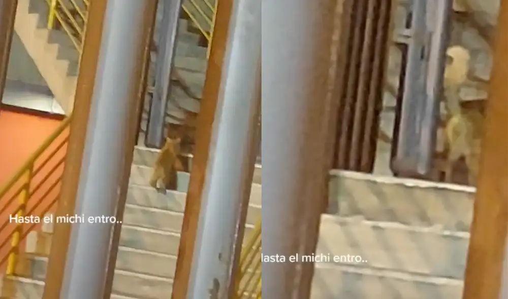 Este hecho sucedió afuera del Estadio Nacional. Foto: composición LR/TikTok/@Shirubi22