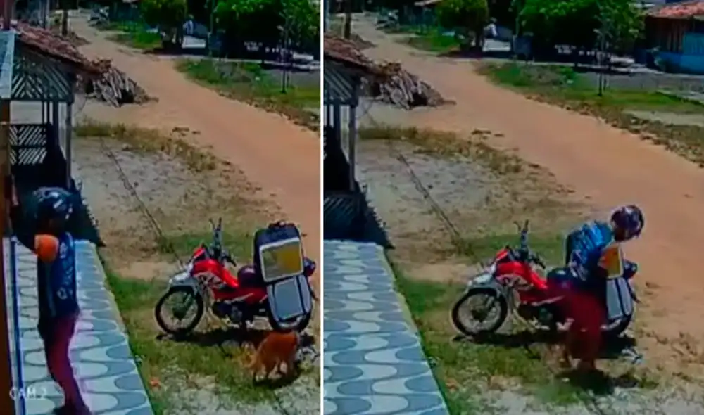 El perrito no perdió el tiempo y de inmediato se llevó el paquete sin levantar sospechas. Foto: composición LR/captura de TikTok/@Estebanenriquesor El perrito no perdió el tiempo y de inmediato se llevó el paquete sin levantar sospechas. Foto: composición LR/captura de TikTok/@Estebanenriquesor