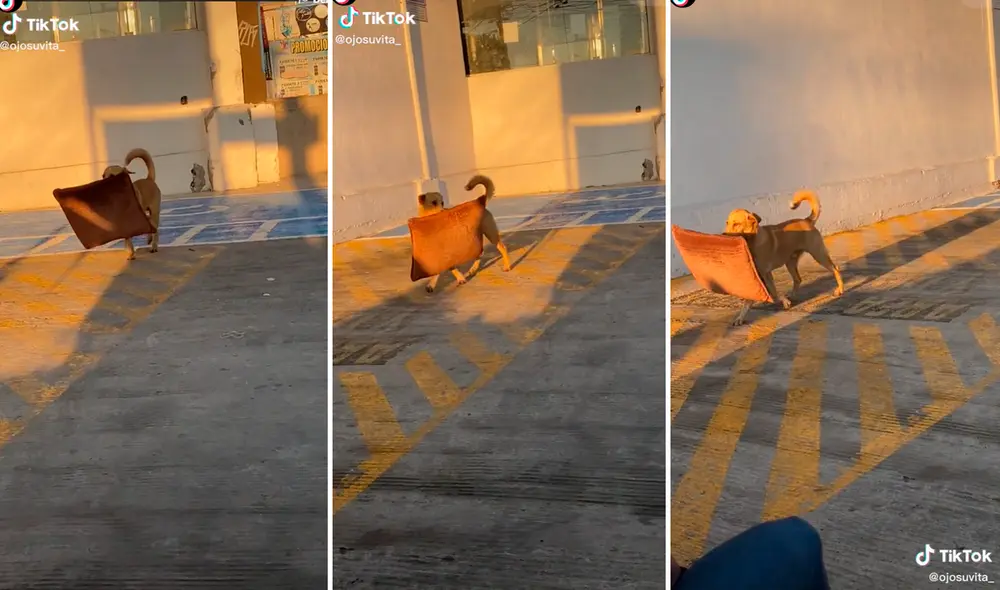 Usuarios bromearon con que el perrito 'quería decorar su casa’. Foto: composición LR/capturas de TikTok/@OjosUvita_