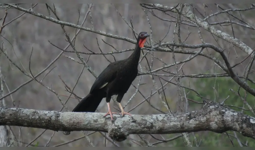 Esta especie se encuentra categorizada como en "peligro crítico". Foto: Gore Piura