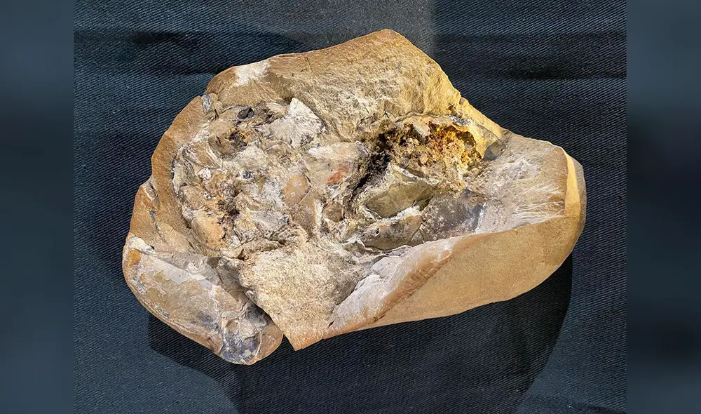 El fósil del pez Gogo donde los científicos encontraron el corazón conservado de 380 millones de años. Foto: Yasmine Phillips / Curtin University El fósil del pez Gogo donde los científicos encontraron el corazón conservado de 380 millones de años. Foto: Yasmine Phillips / Curtin University