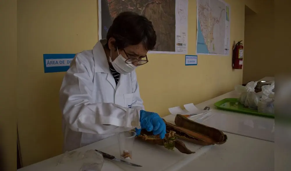 Investigaciones científicas son de gran ayuda en diferentes campos. Foto: PECh Investigaciones científicas son de gran ayuda en diferentes campos. Foto: PECh