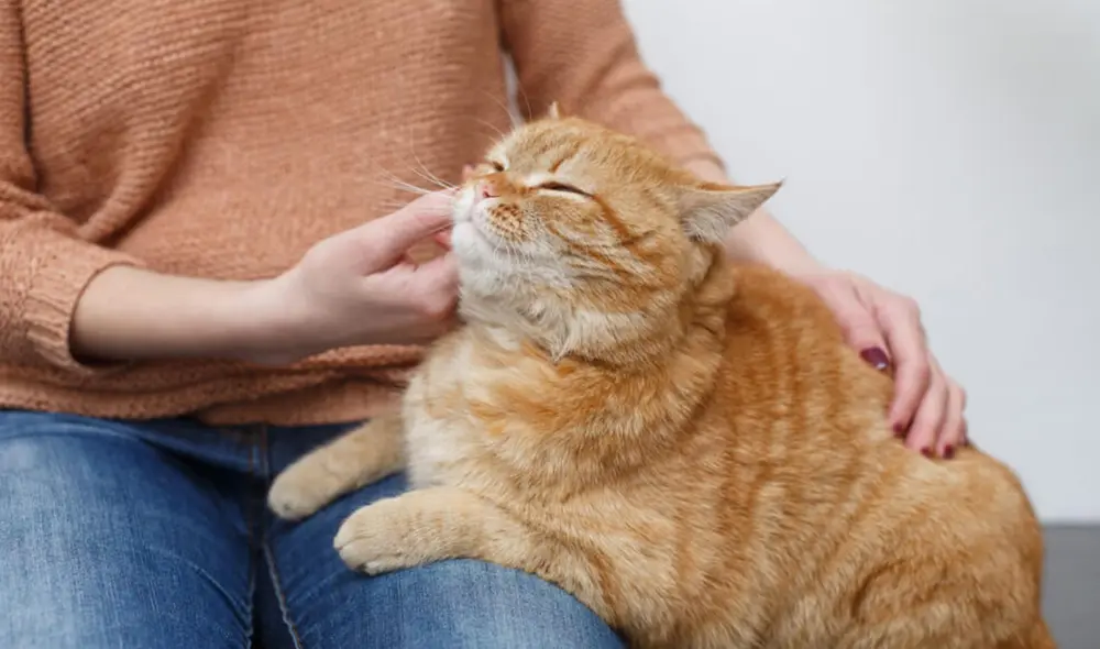 Aprende a identificar cómo le gusta a tu gato que lo acaricies. Foto: Global mascota