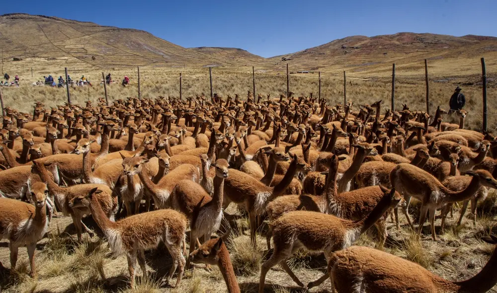 El chaccu podría provocar el contagio, pero también es la única forma de atender a las infectadas. Foto: difusión