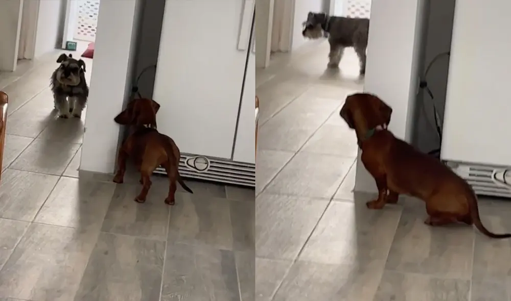 Este hecho sucedió en Estados Unidos. Foto: composición LR / TikTok / @viickyseco Este hecho sucedió en Estados Unidos. Foto: composición LR / TikTok / @viickyseco