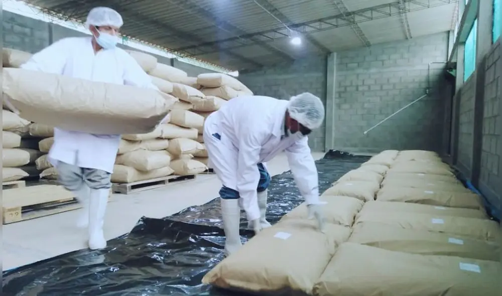 Salas ha exportado 18 toneladas de esta hierba aromática al extranjero. Foto: Municipalidad Distrital de Salas