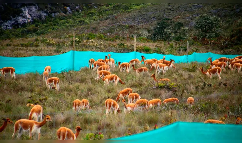 Repoblamiento de vicuñas en comunidades de Cutervo y San Pablo en la región Cajamarca. Foto: GRC. Repoblamiento de vicuñas en comunidades de Cutervo y San Pablo en la región Cajamarca. Foto: GRC.