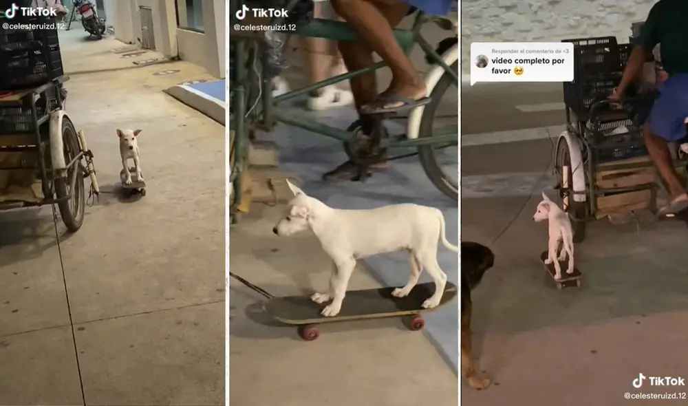 El video se hizo tendencia rápidamente en las redes sociales. Foto: composición LR/captura de TikTok/@celesteruiz.12 El video se hizo tendencia rápidamente en las redes sociales. Foto: composición LR/captura de TikTok/@celesteruiz.12