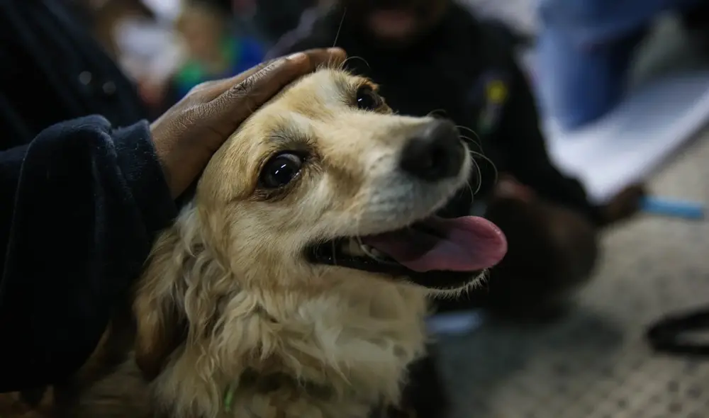 ¿Cómo debe ser el seguimiento de las mascotas puestas en adopción? Foto: EFE
